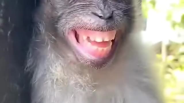 Funny animals compilation. Crazy monkey 🐵 Looks like the very good very nice bloke