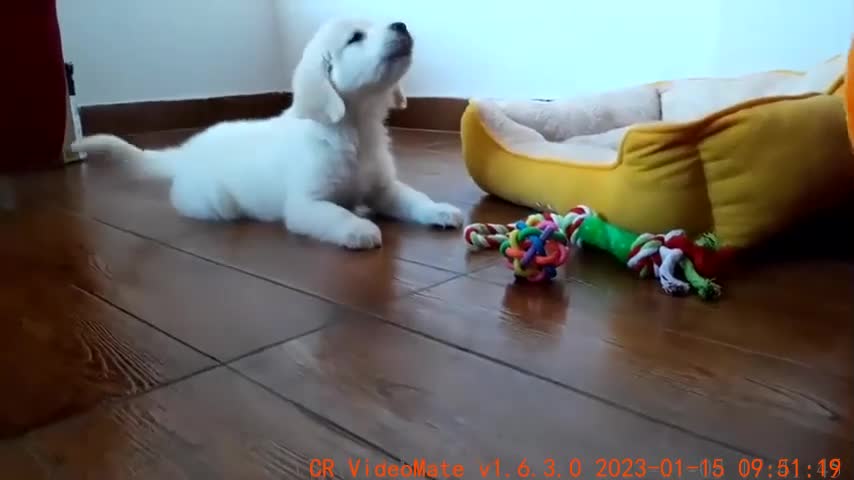 My Golden Retriever Puppy 8 Weeks old Playing with Ball for the First Time!