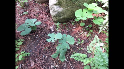 Just Starting To Grow Bloodroot June 2022