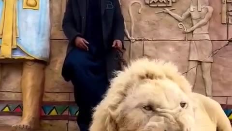 Lion angry mode _lion video