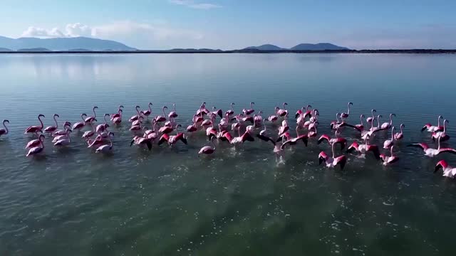 Protesters rally against airport project near bird habitat in Albania