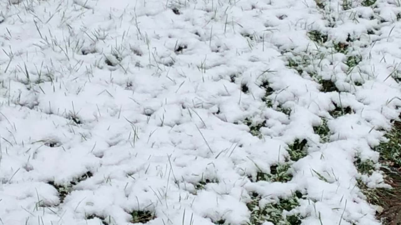 Puppy’s first snow