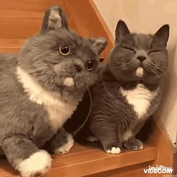 Cute Cat Gif
