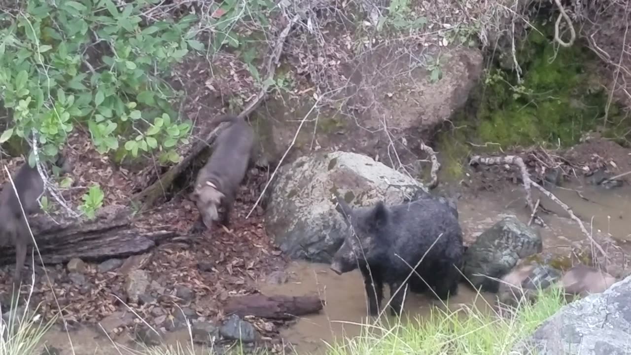 Short NorCal Hogs and Dogs clip