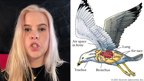 60 Second Zoology - Avian Respiration