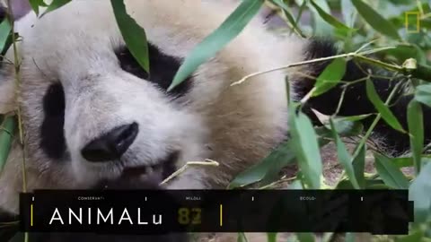 Giant Pandas 101 | Nat Geo Wild