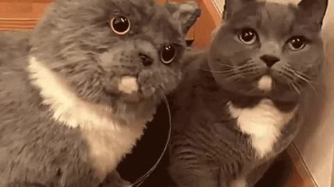 Cute Cat Gif