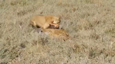 Monkey Rushes To Attack The Lion To Save The Zebra - The Chase Of The Lion And The Wild Boar