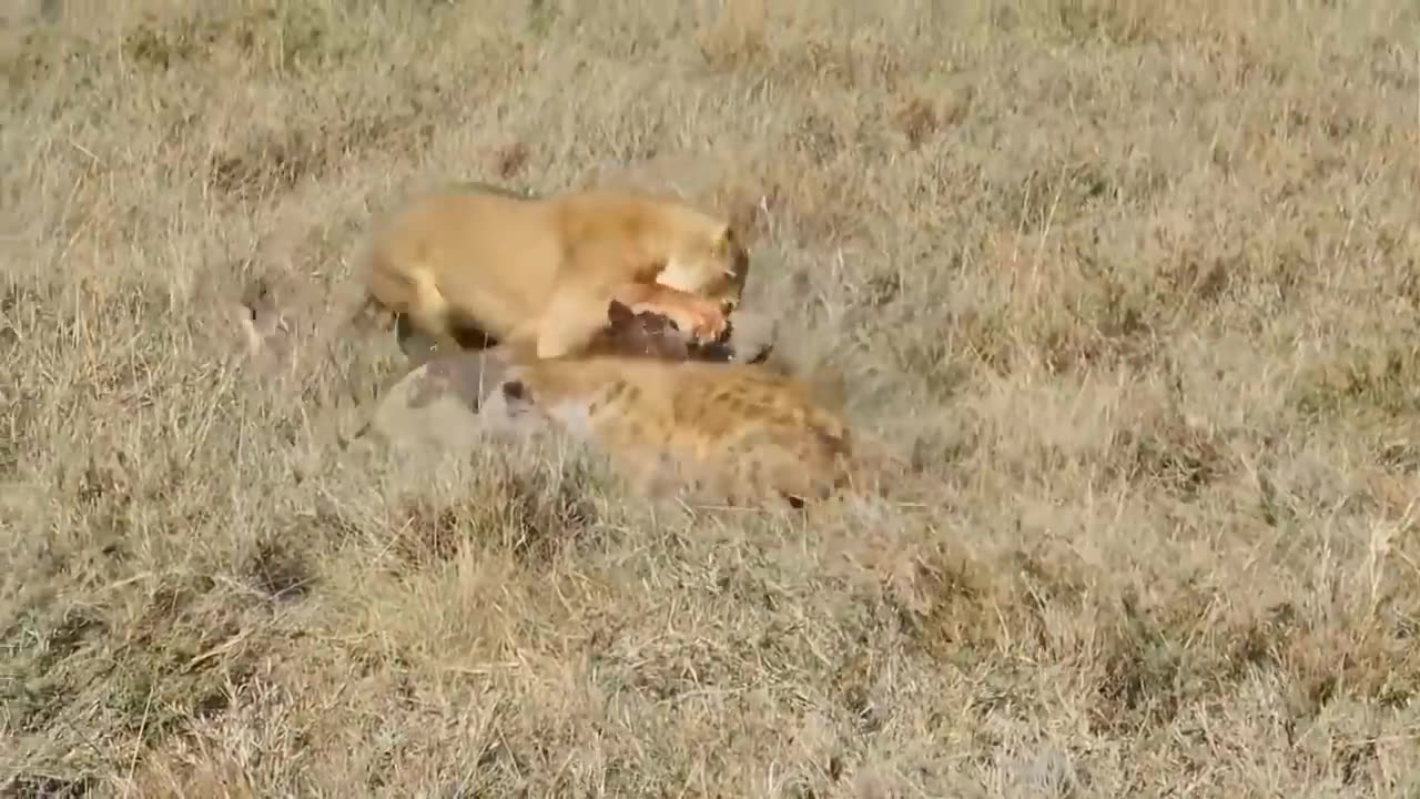 Monkey Rushes To Attack The Lion To Save The Zebra - The Chase Of The Lion And The Wild Boar