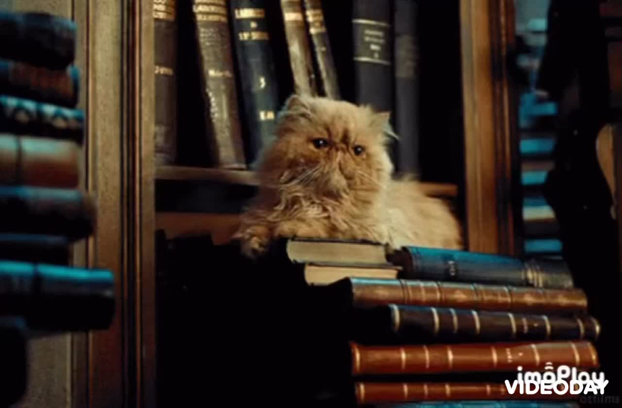 Library Cat Gif 📚