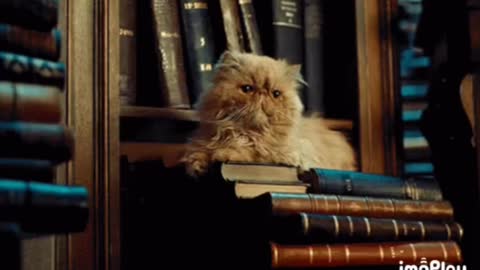 Library Cat Gif 📚