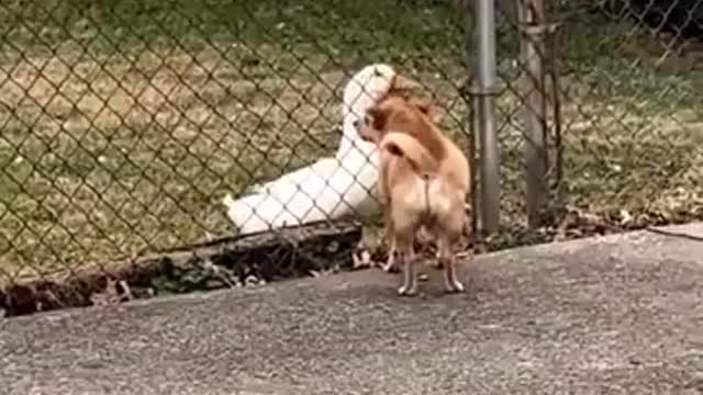 best of funny animals