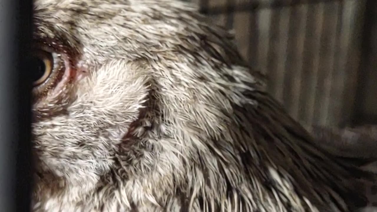 There is a chicken in my room