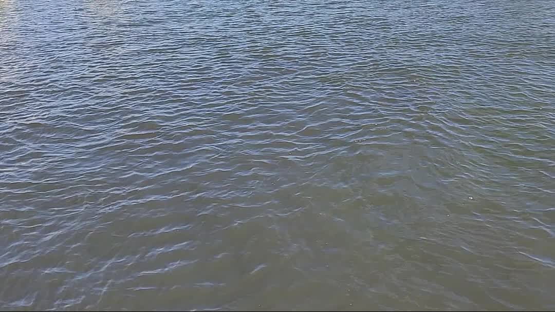 Porpoise in Telemar Bay Marina