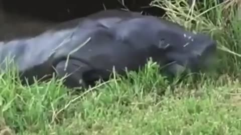 amazon manatee