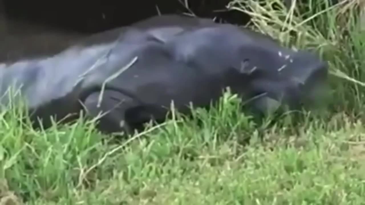 amazon manatee