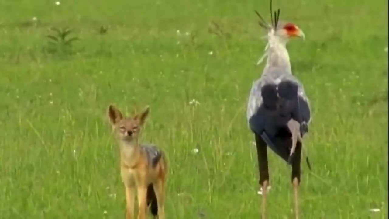 secretary bird vs jackal