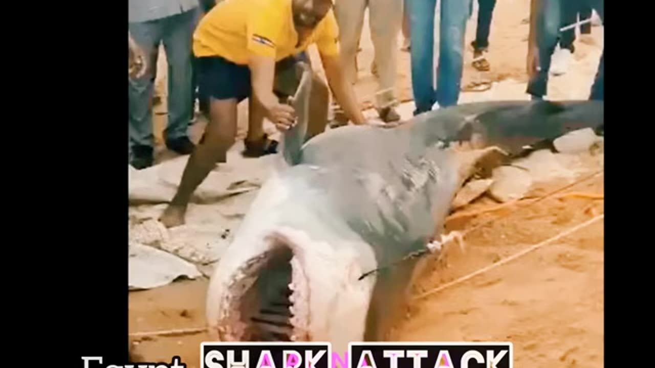 gypt shark attack full video