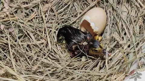 Baby Duck Hatching | Egg Hatching