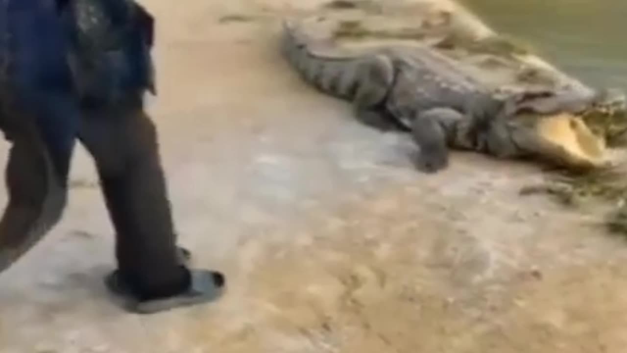 Funny Crocodile suspense movement