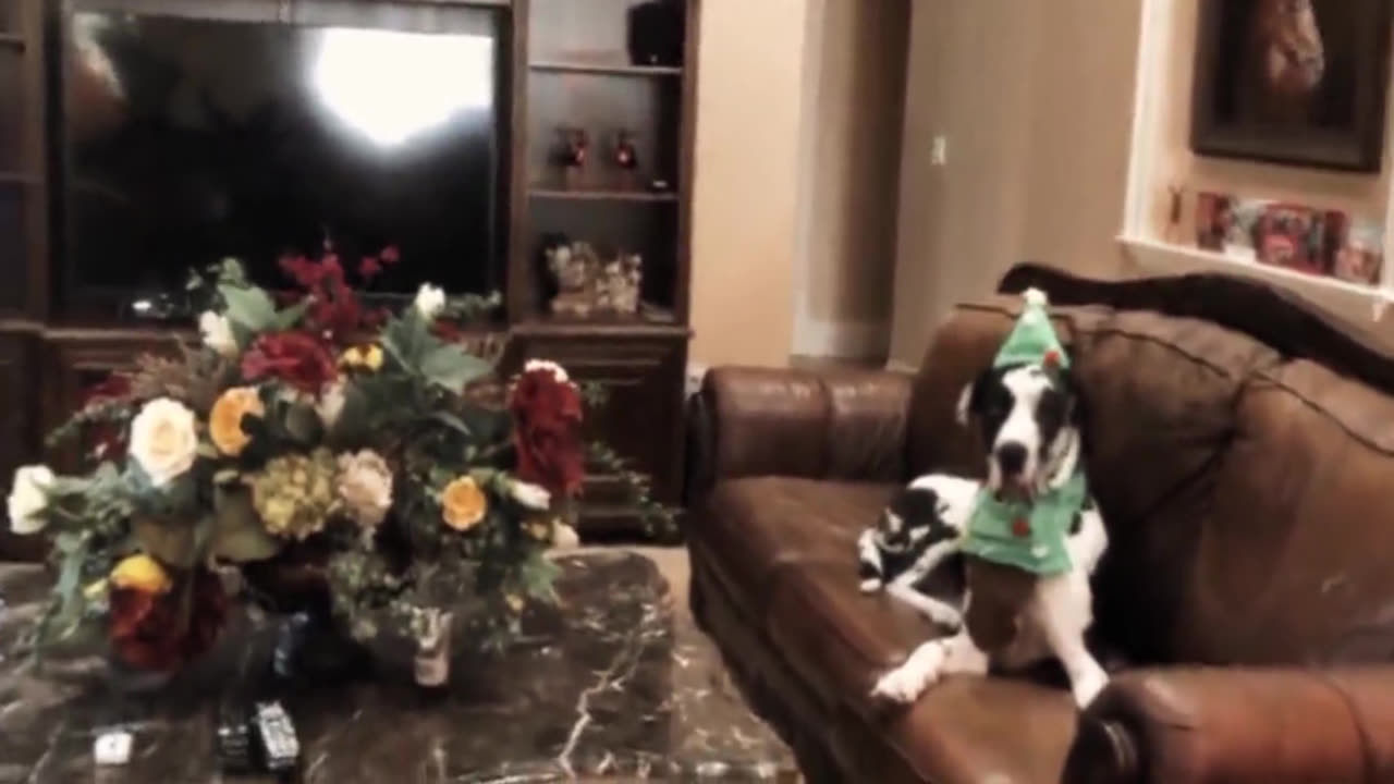 Dog Difficultly Lose Dangerous Toast Squid