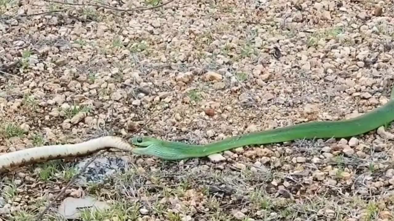 unbelievable green snake kills a jararaca