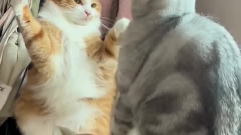 Funny cats 🤣😂