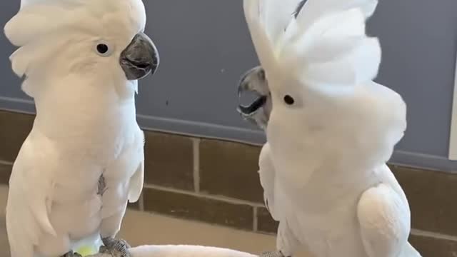 Cockatoos Dancing!