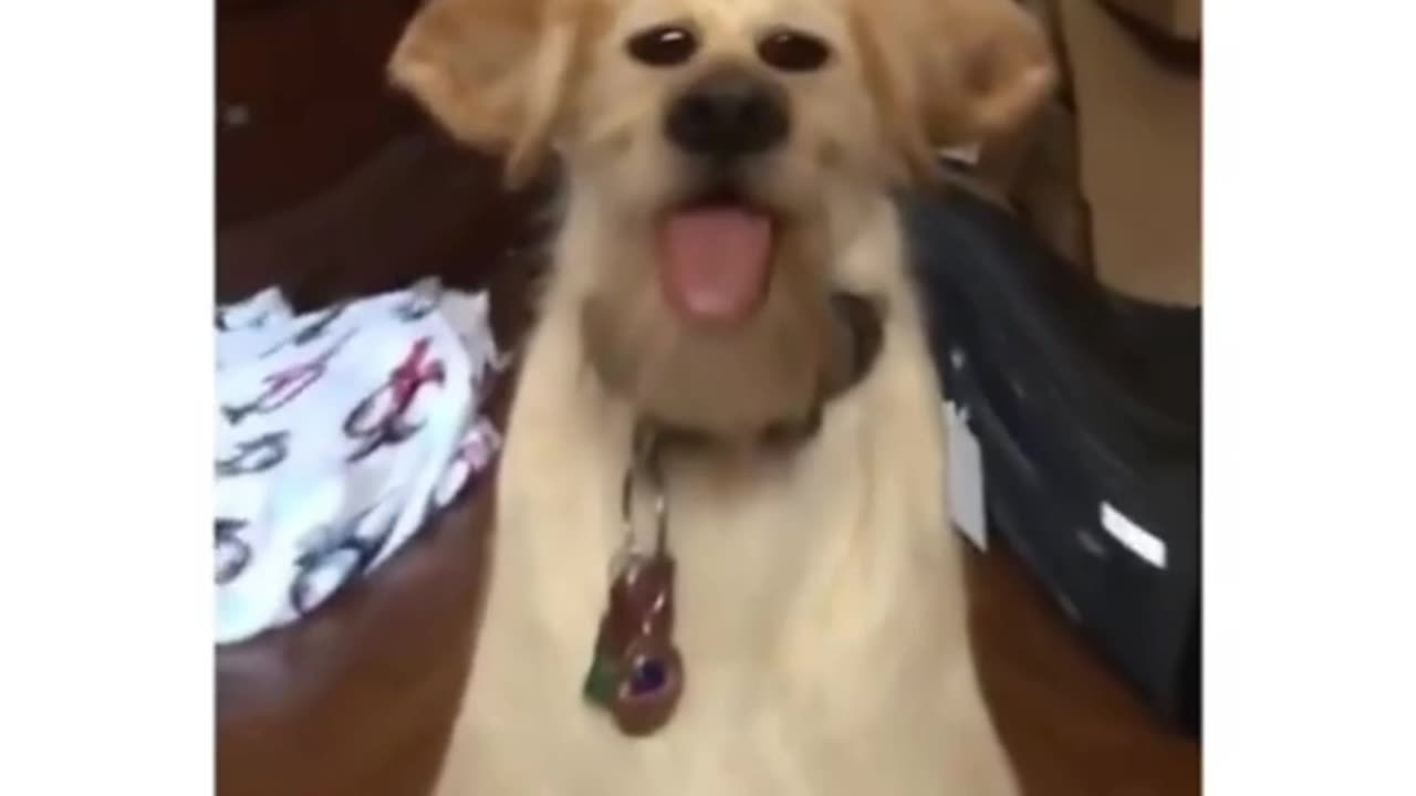 Funny Dogs