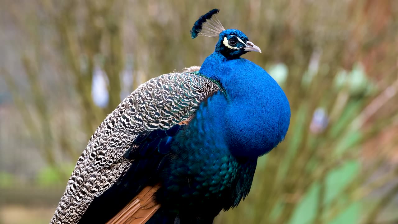 Extremely spectacular view of peacock🦚