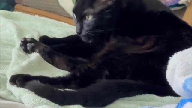 Adopting a Cat from a Shelter Vlog - Cute Precious Piper Always Keeps Herself Very Clean #shorts
