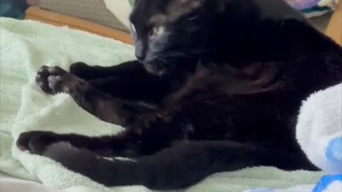 Adopting a Cat from a Shelter Vlog - Cute Precious Piper Always Keeps Herself Very Clean #shorts