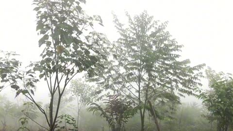 Kabut di hutan