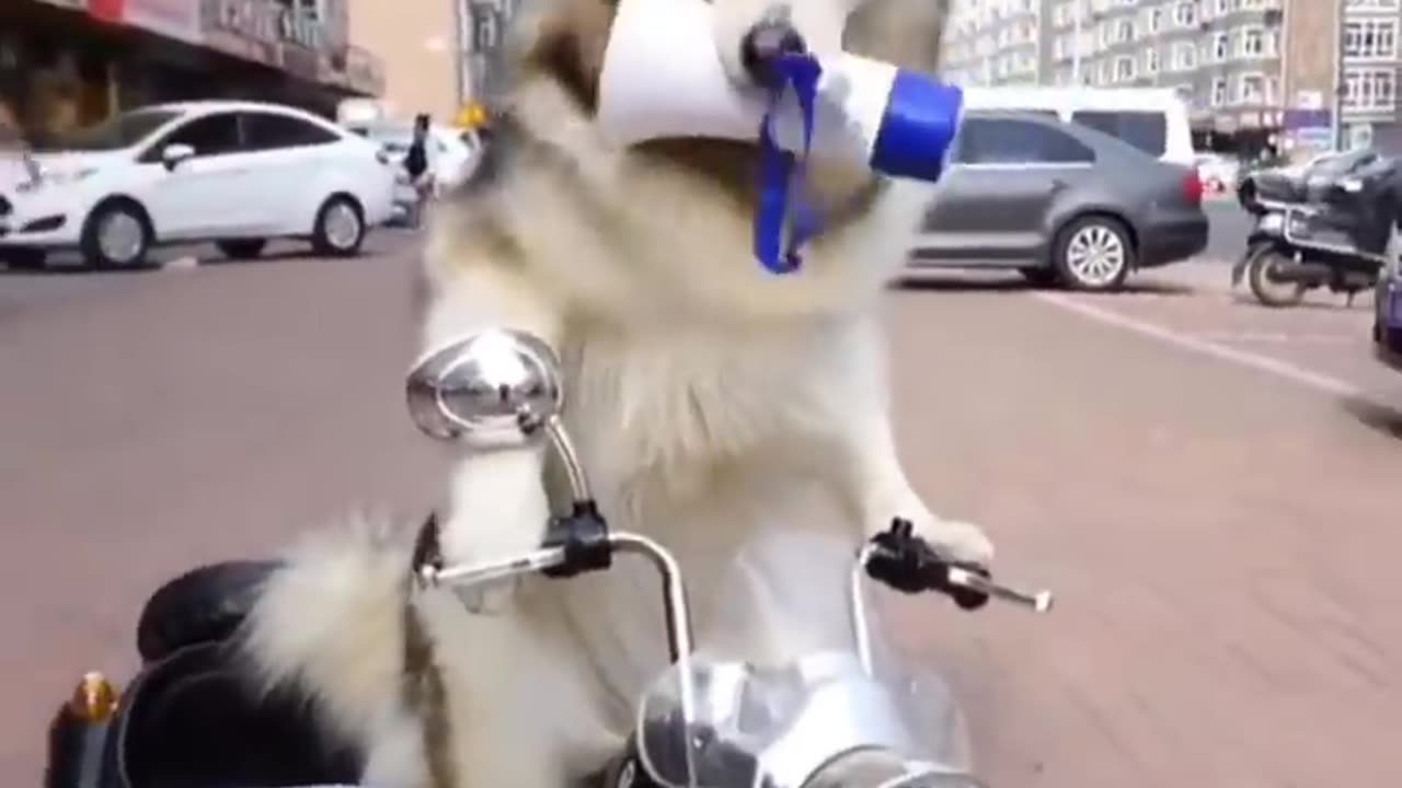 funny and cute husky puppy compilation