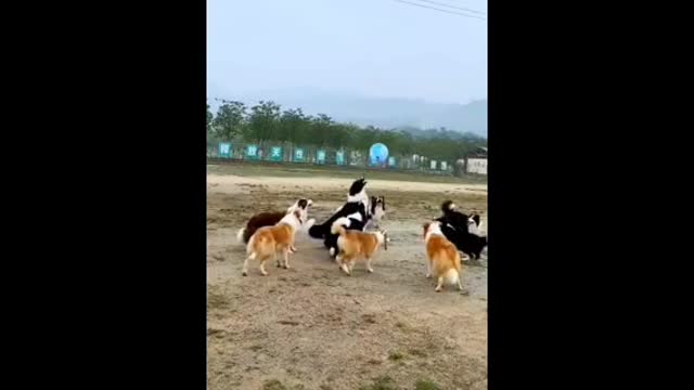 FIFA dog world cup final