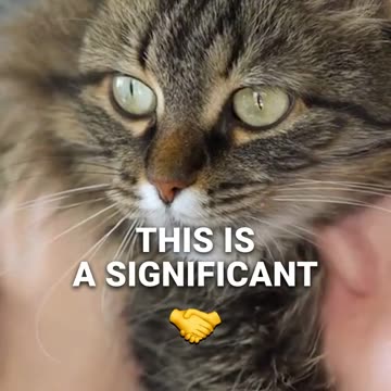 Decoding Cat Belly Language_ Trust, Rubs, and Feline Secrets