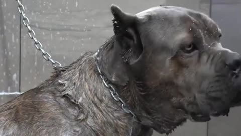 BIG SCARY Cane Corso dog HD version