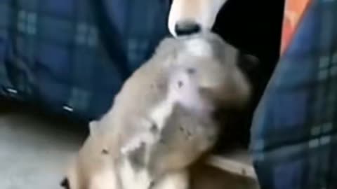 Noty baby dog