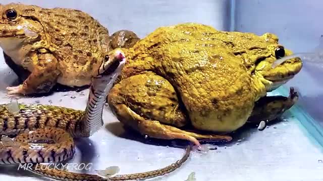 Wow!! Asian Bullfrog Eating By Big Snake! Warning Live Feeding