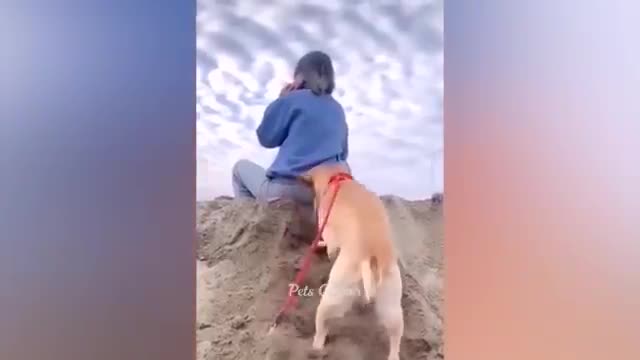 Funny animal #best cut and dog funny video #