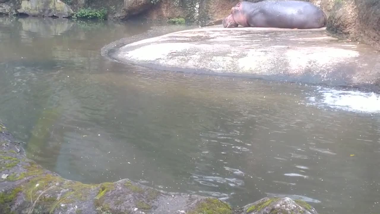 Safari Park Bogor Indonesian 02