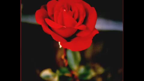 Don Williams Senorita