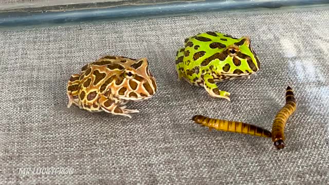 Warning Live Feeding! Small Pacman Frog Eating Big Worm