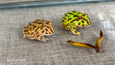 Warning Live Feeding! Small Pacman Frog Eating Big Worm