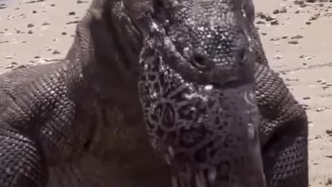 Komodo Dragon regurgitates a large Moray Eel!