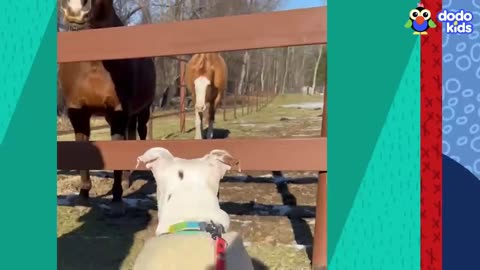 Funny video kids