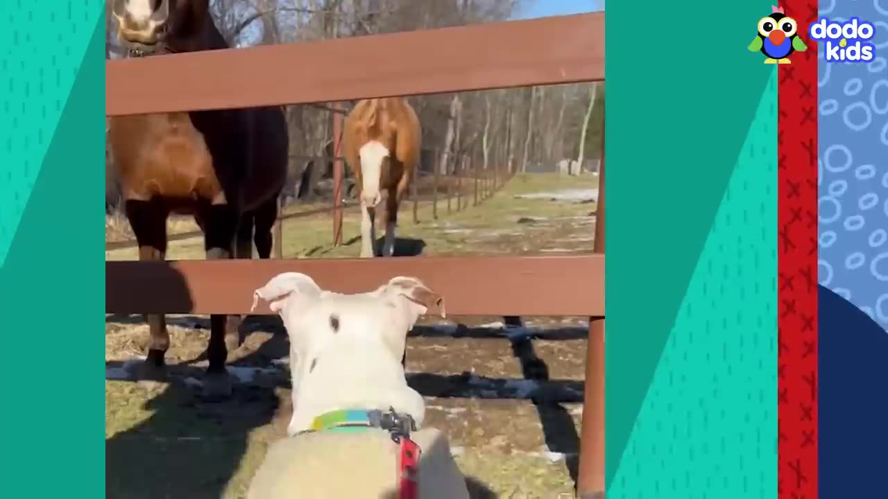 Funny video kids