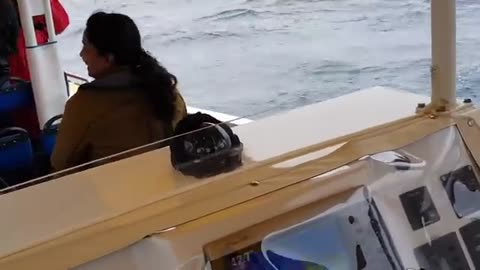 Whale jumps out of nowhere during sight seeing tour.