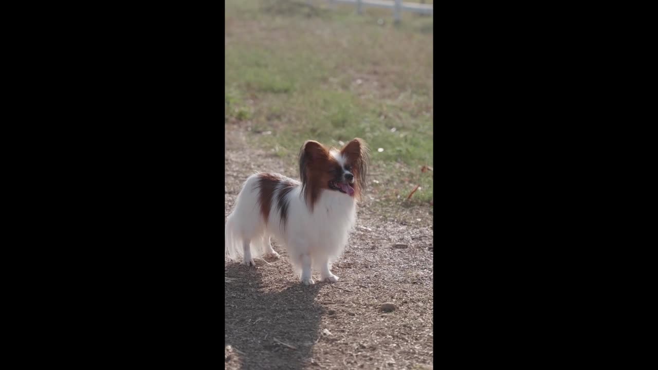 Funny Dog Video Compilation – Part 13