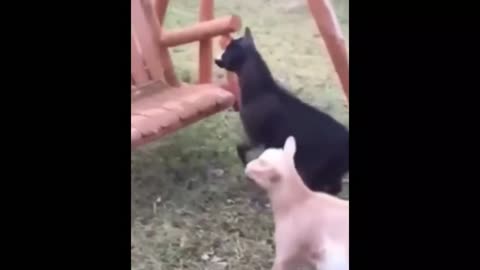 Compilation of funny Animals 2022